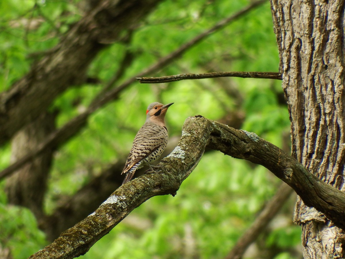 Northern Flicker - Stephen Hurst