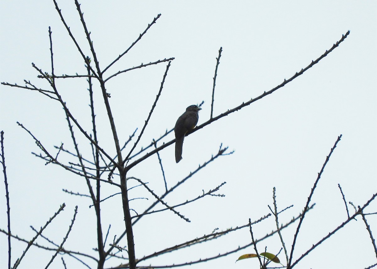 Gartered Trogon - Gabriel Camilo Jaramillo Giraldo