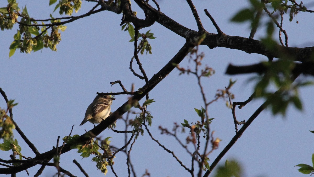 Willow Flycatcher - ML161557261