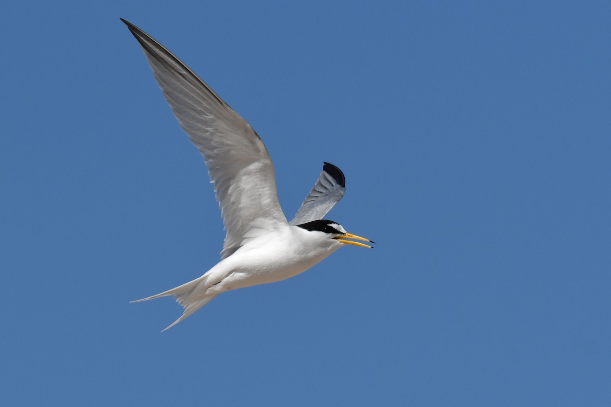 Least Tern - Sam Miller