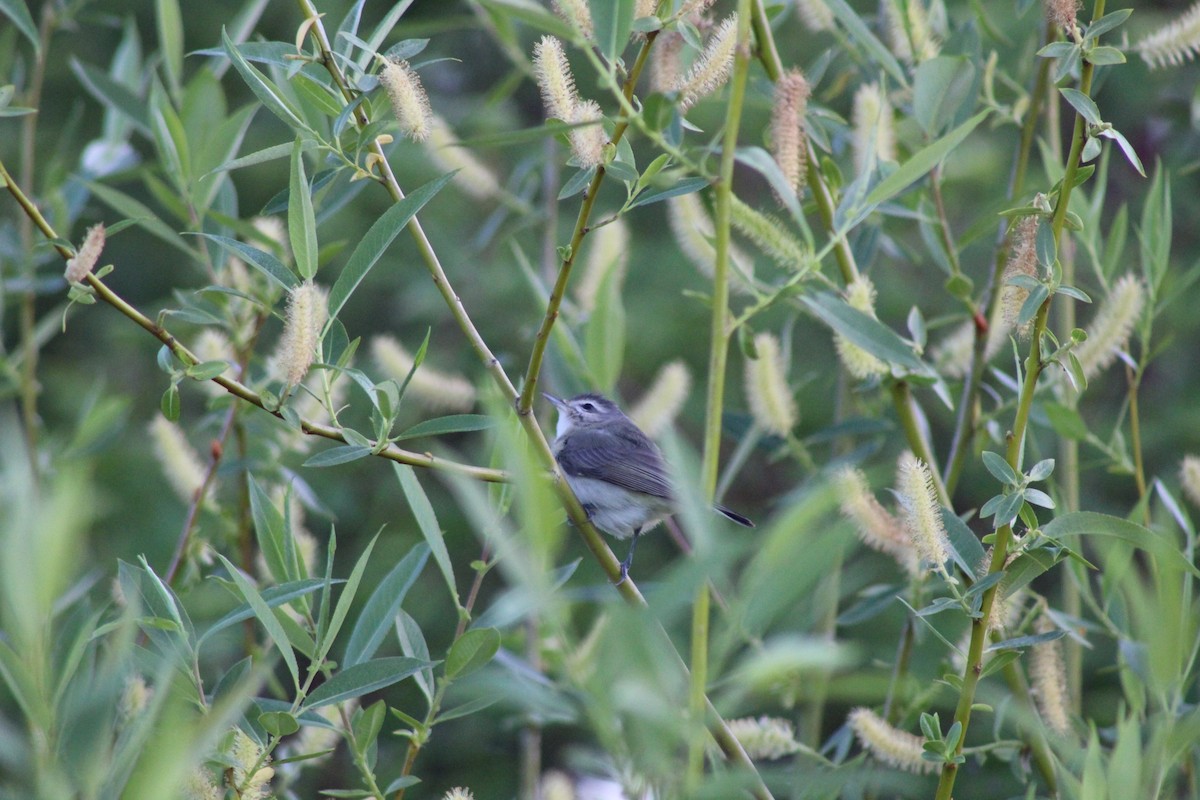 Warbling Vireo - ML161558631