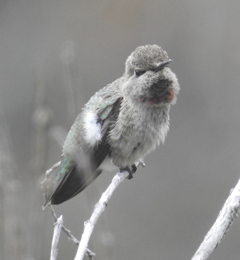 Anna's Hummingbird - Mike Coulson