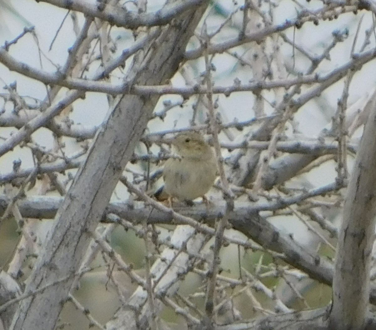 Cassin's Sparrow - ML161559981