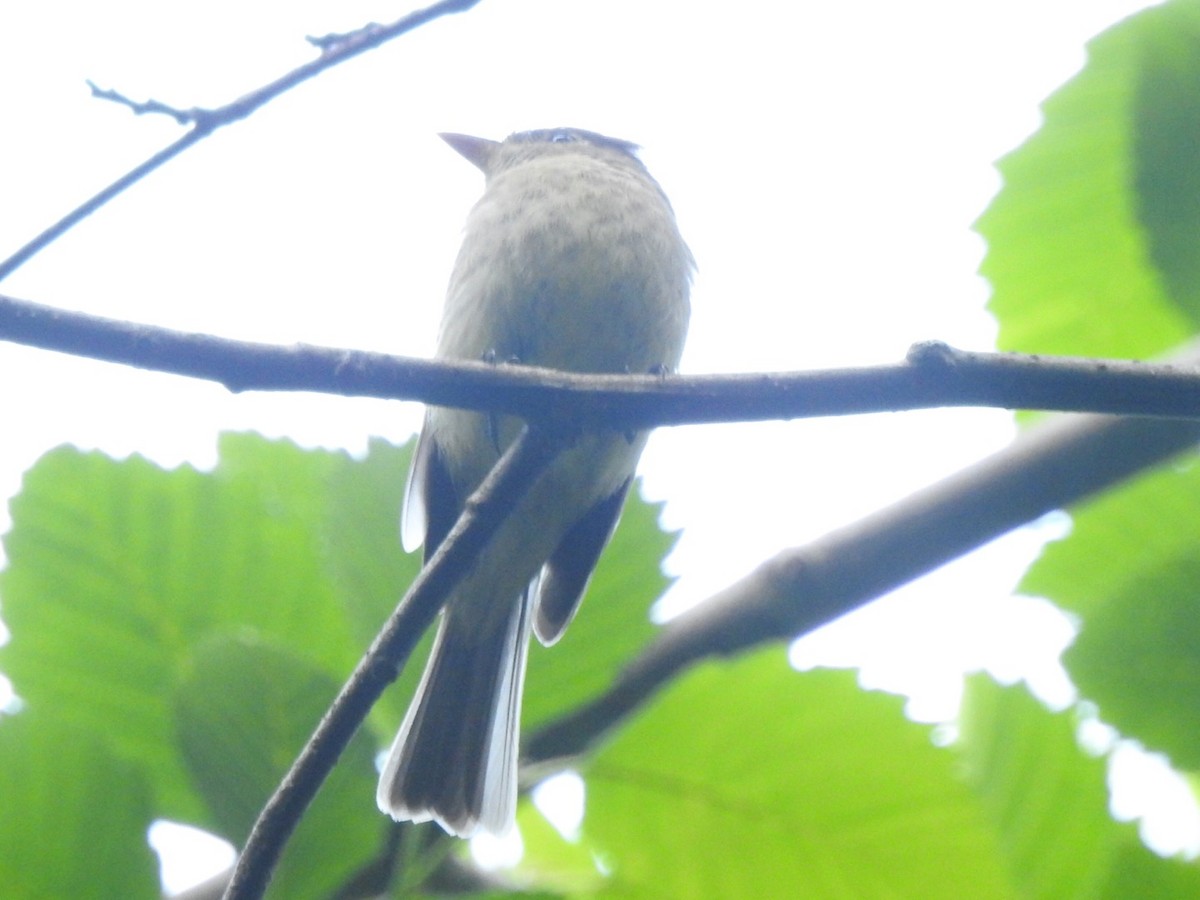 Western Flycatcher (Pacific-slope) - ML161560021