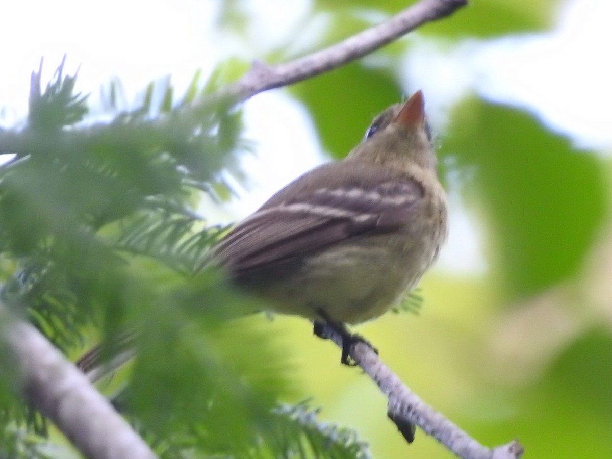 Western Flycatcher (Pacific-slope) - ML161560031