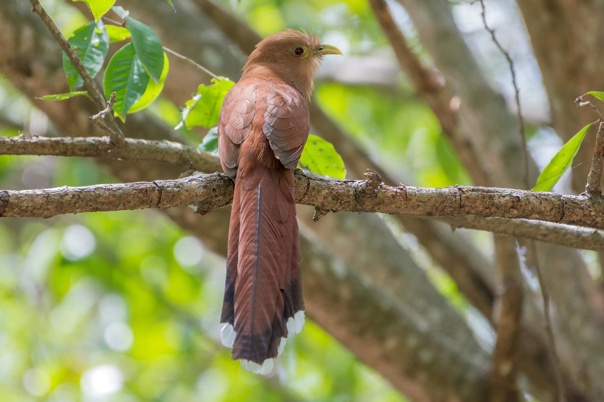 Squirrel Cuckoo - ML161560831