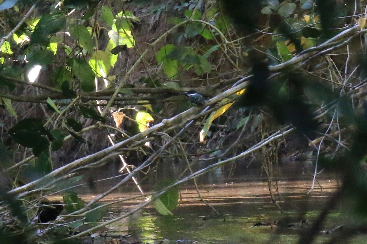 Green Kingfisher - ML161562401