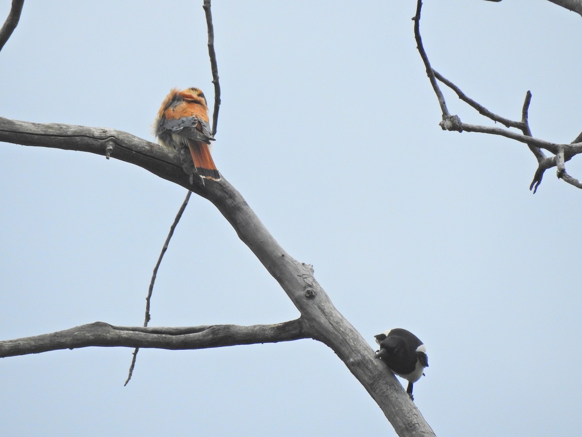 American Kestrel - ML161562791