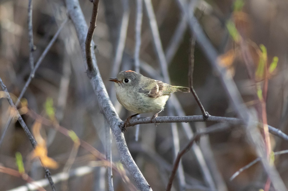 Ruby-crowned Kinglet - ML161563201