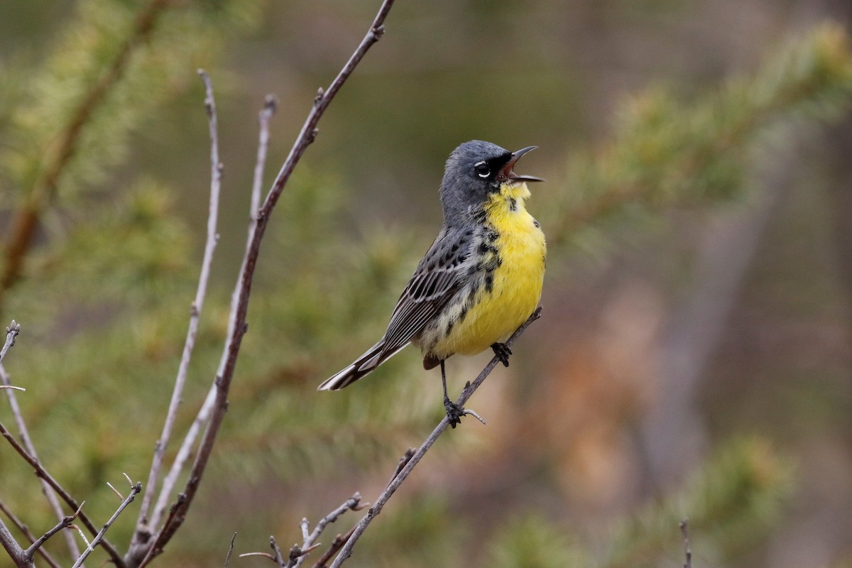 Kirtland's Warbler - ML161563501