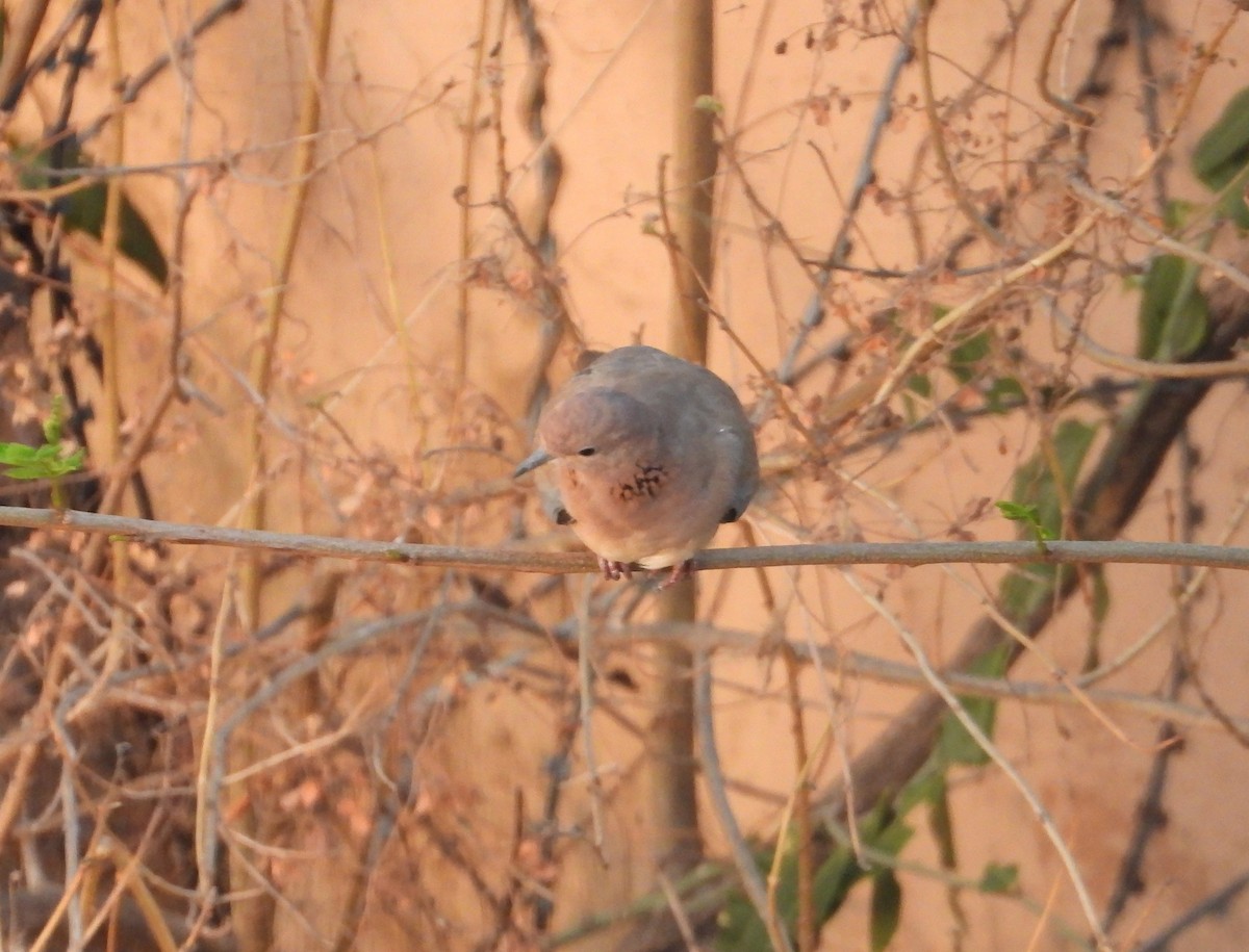 Laughing Dove - ML161563771