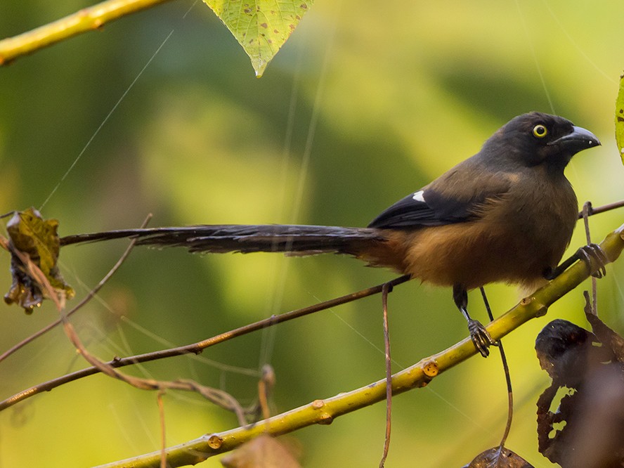 Andaman Treepie