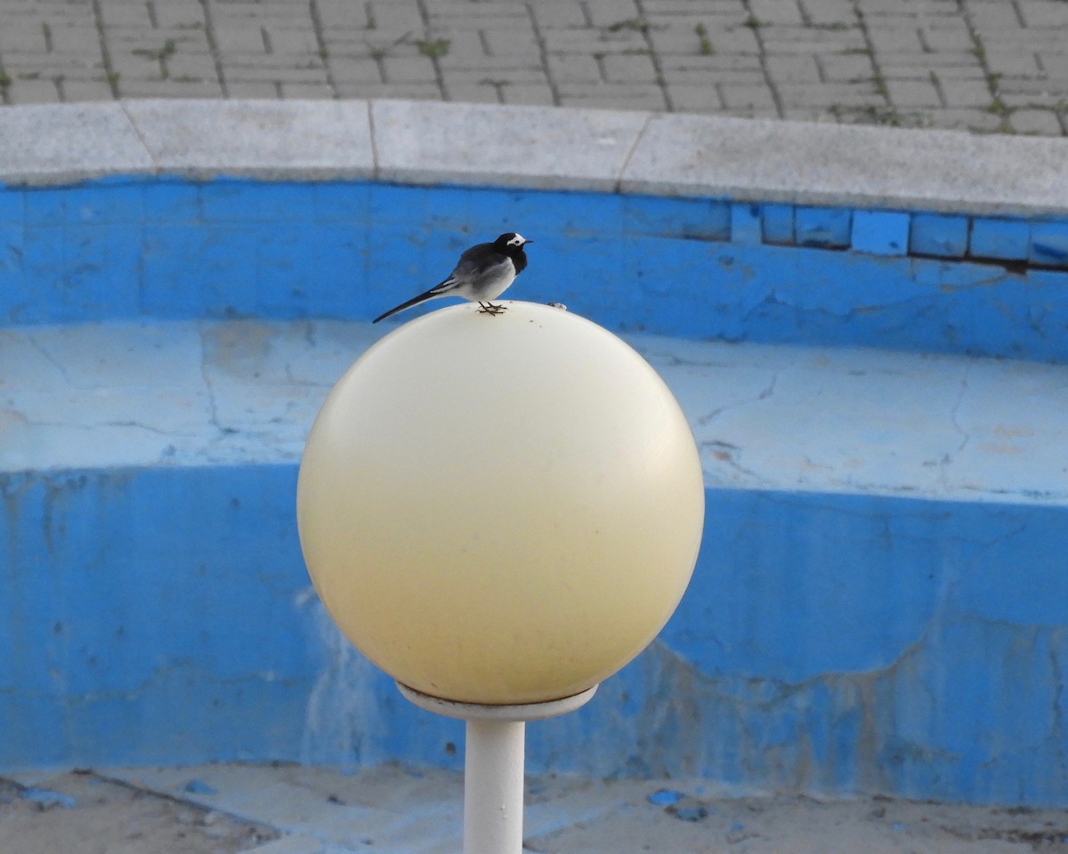 White Wagtail (Masked) - Frank Antram
