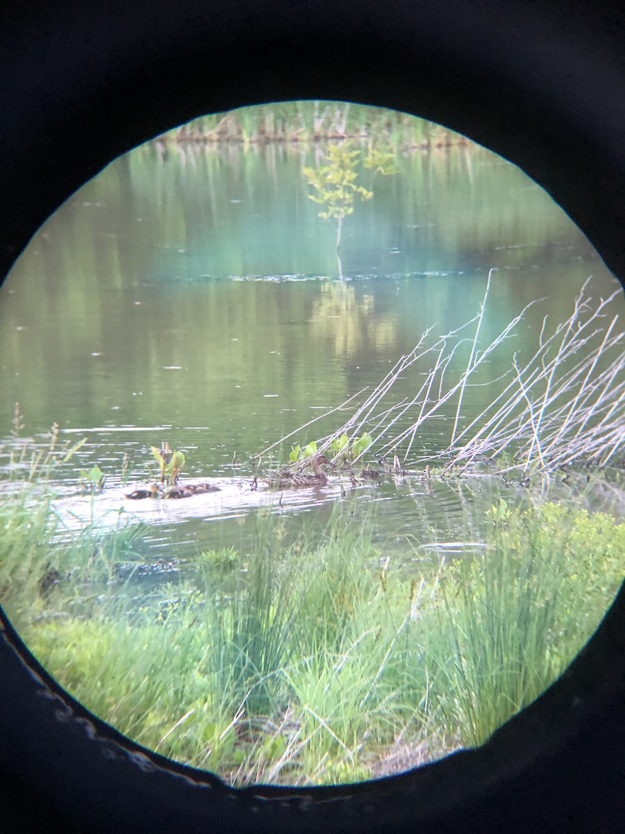 綠頭鴨 - ML161566311