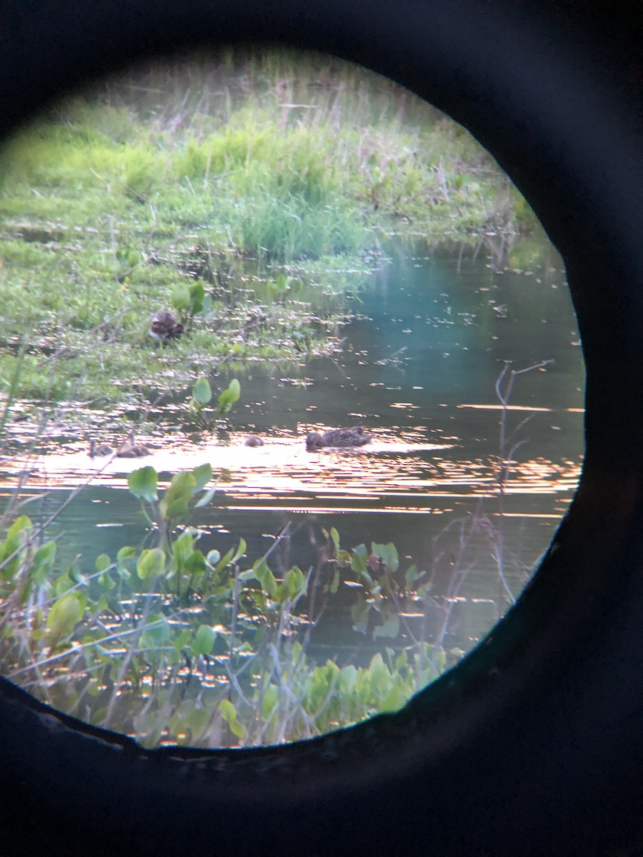 綠頭鴨 - ML161566321