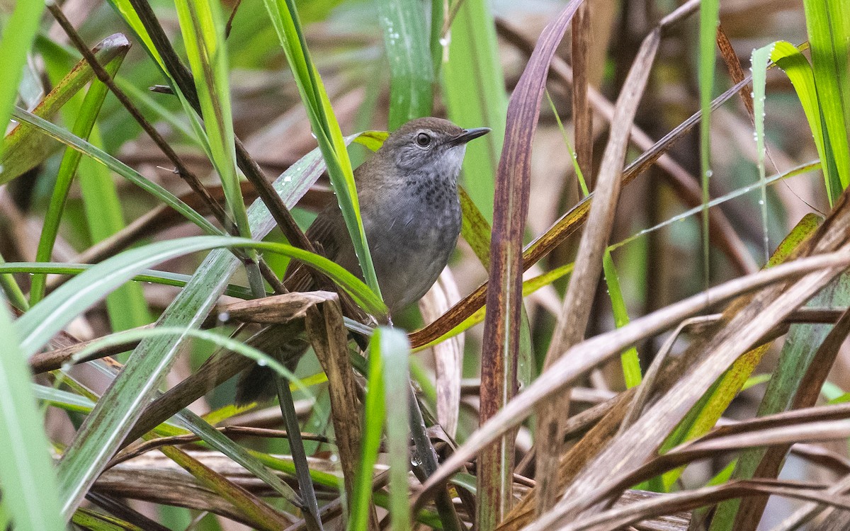 Spotted Bush Warbler - James Kennerley