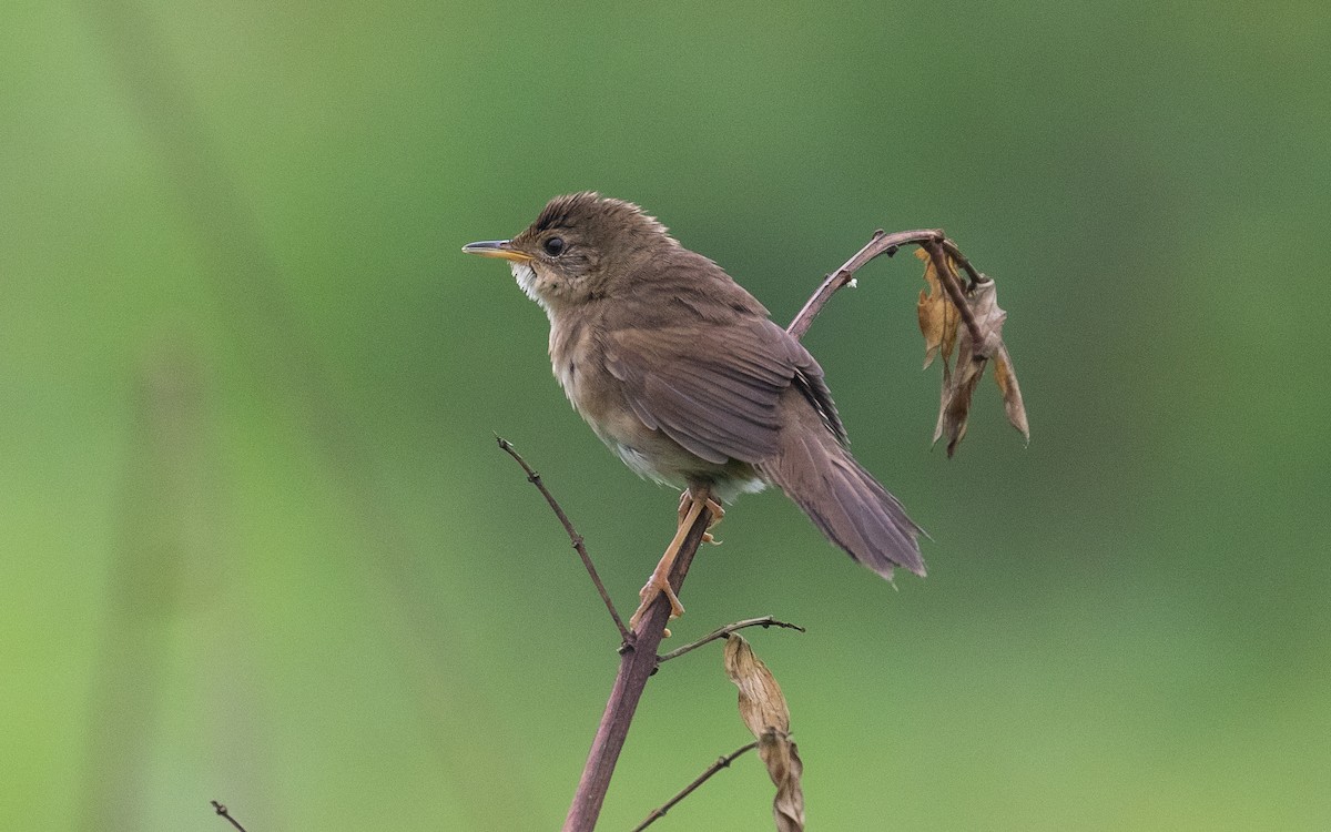 Brown Bush Warbler - James Kennerley