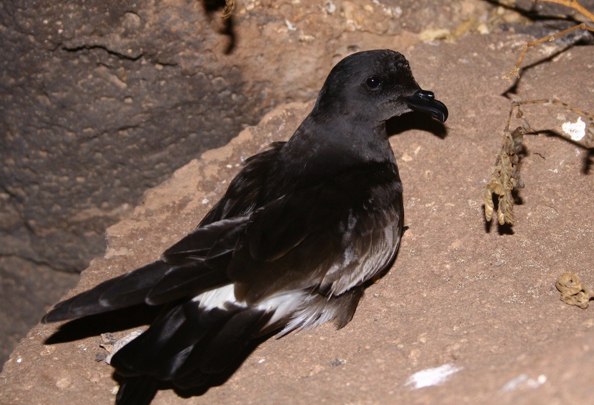 kappverdestormsvale - ML161567741