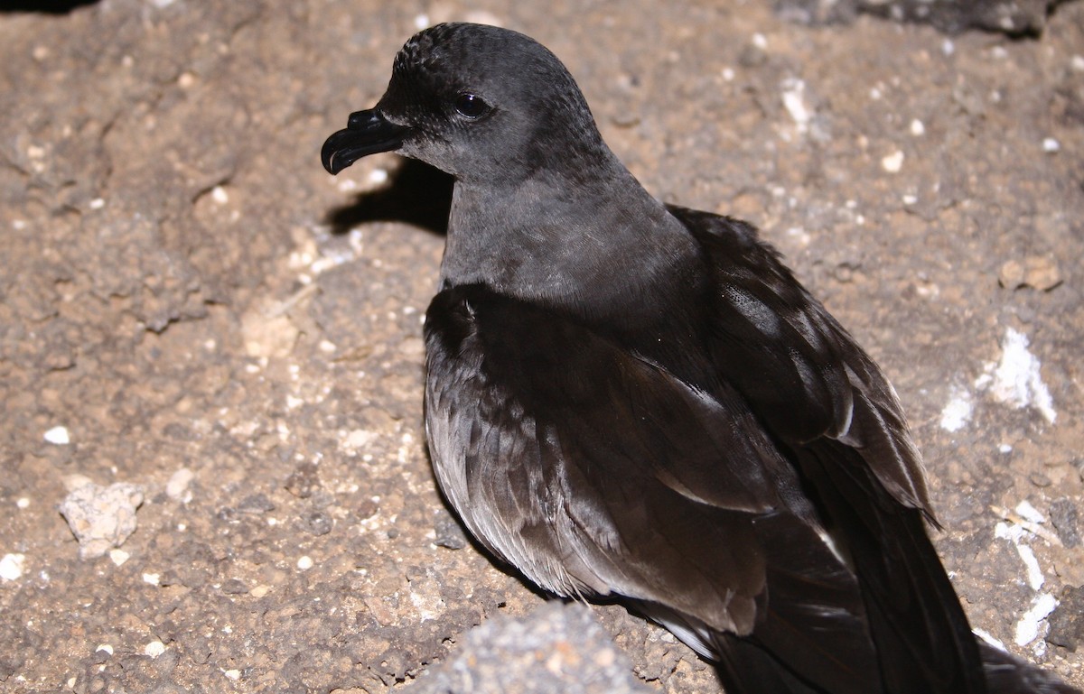 Cape Verde Storm-Petrel - ML161567771