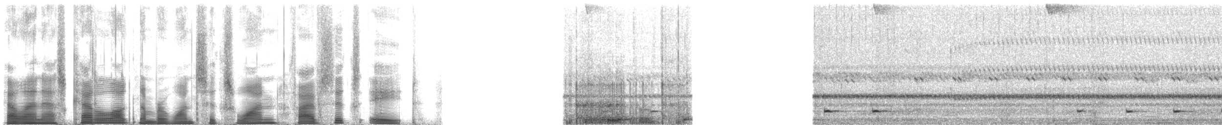 Ferruginous Pygmy-Owl (Ferruginous) - ML161568