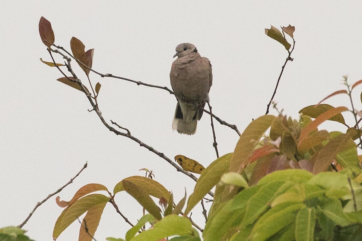 Red Collared-Dove - Eric VanderWerf