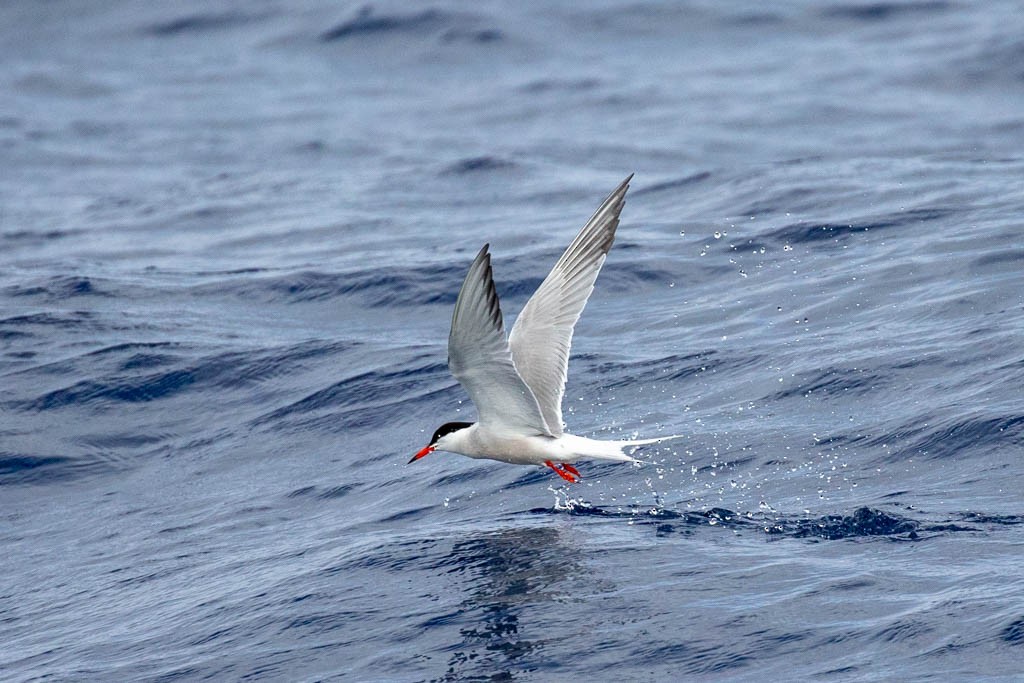 Common Tern - Luis Rodrigues