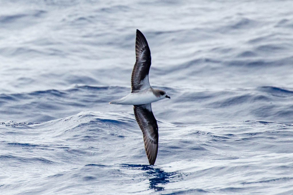 Desertas Petrel - Luis Rodrigues