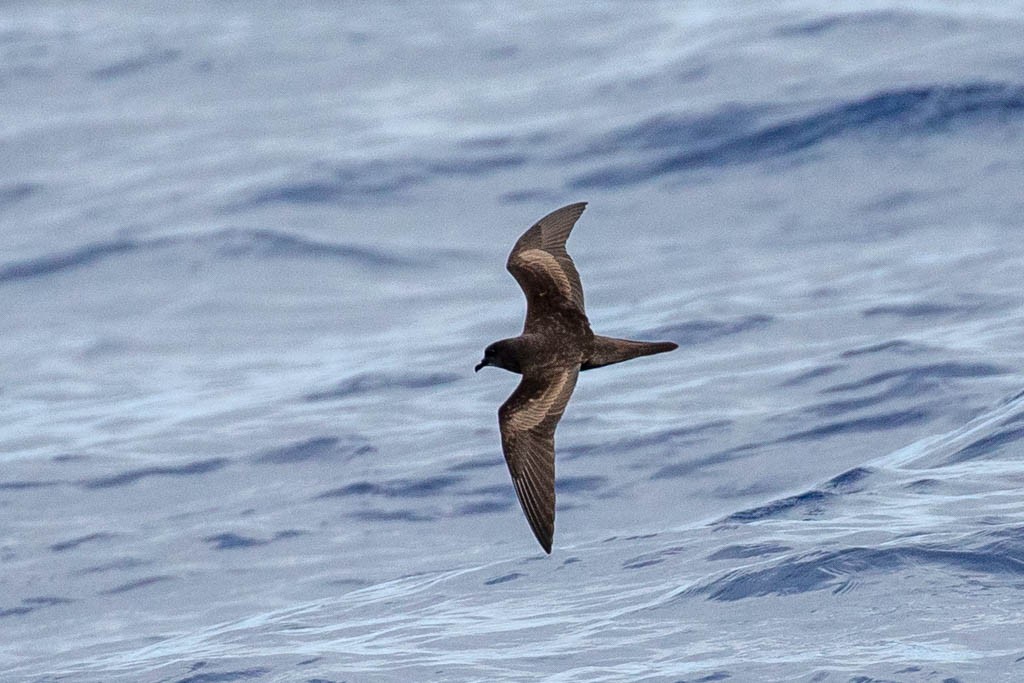 Petrel de Bulwer - ML161569111