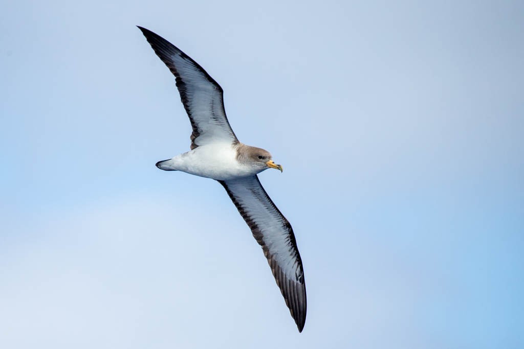 Cory's/Scopoli's Shearwater - Luis Rodrigues