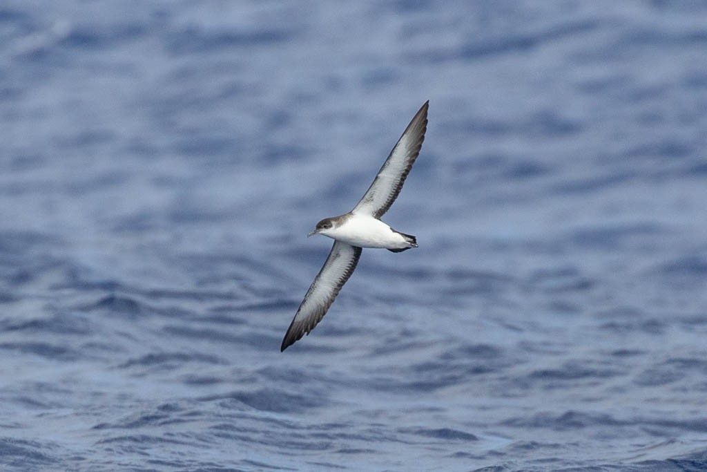 Manx Shearwater - Luis Rodrigues
