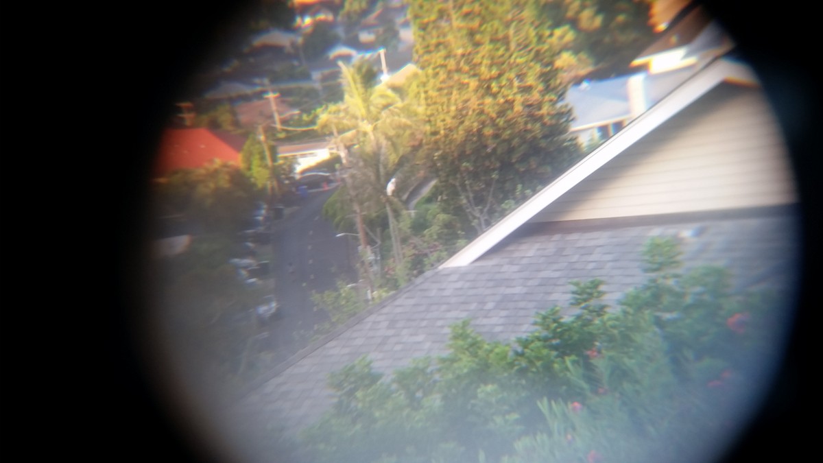 White Cockatoo - ML161570221