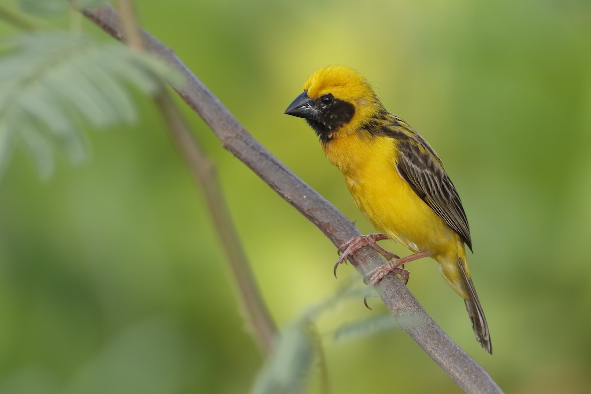 Asian Golden Weaver - ML161570991