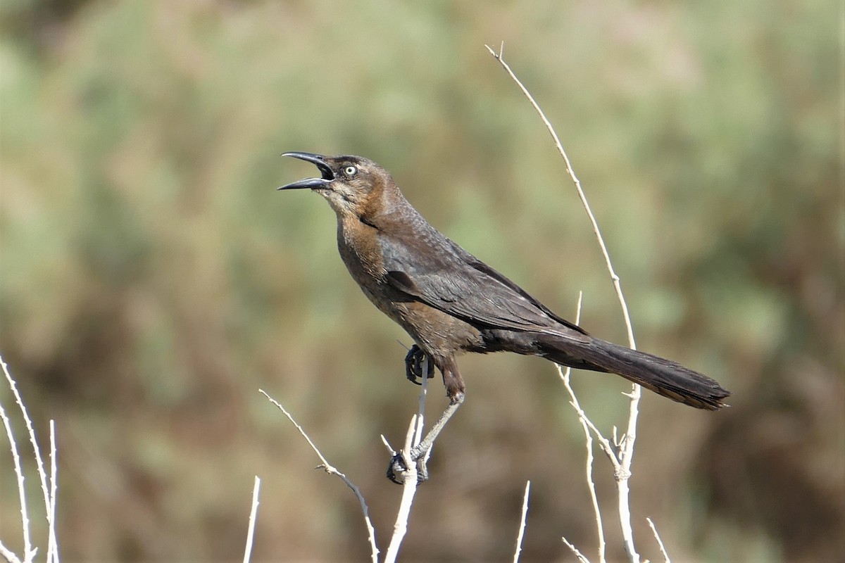 Great-tailed Grackle - Matthew Crawford