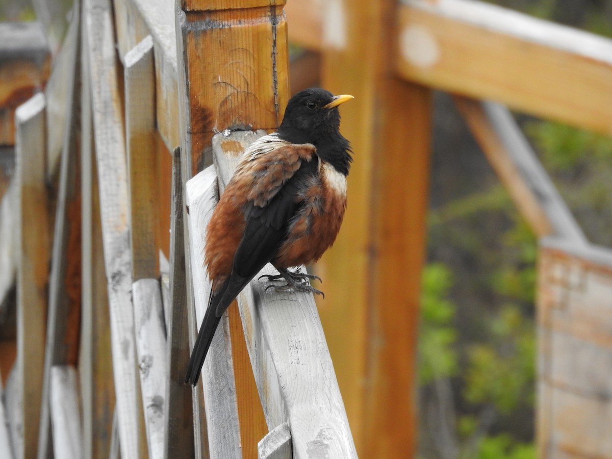 White-backed Thrush - ML161573111