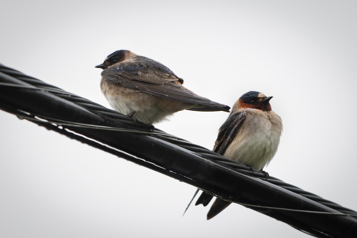 Cliff Swallow - ML161574411