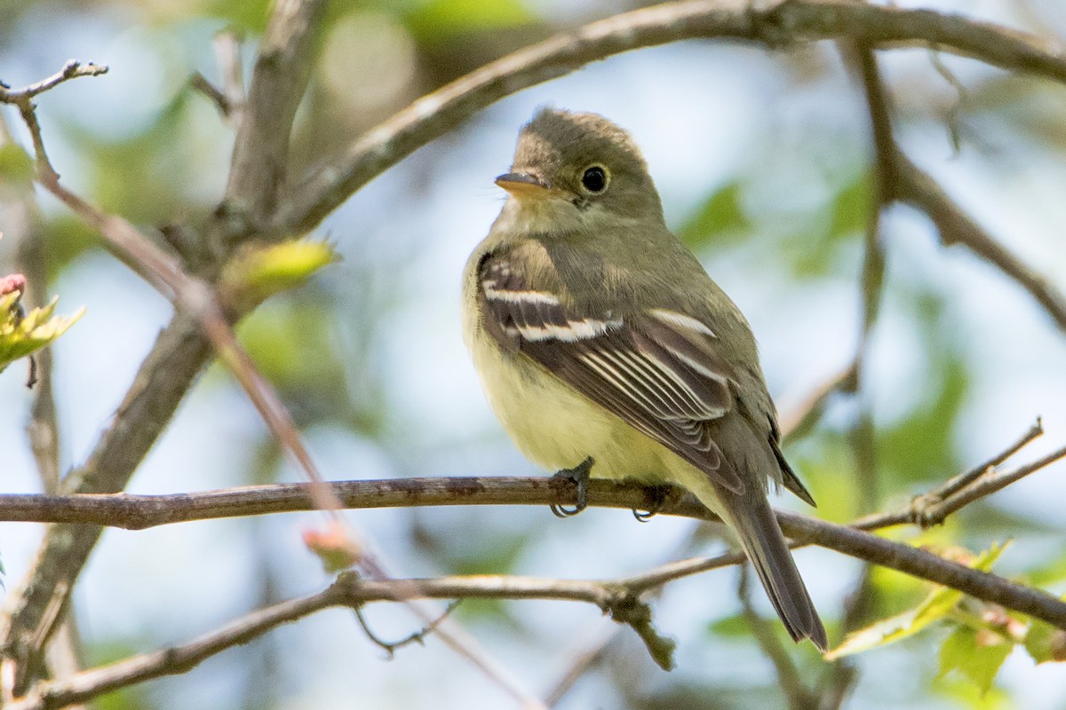 Acadian Flycatcher - Sue Barth