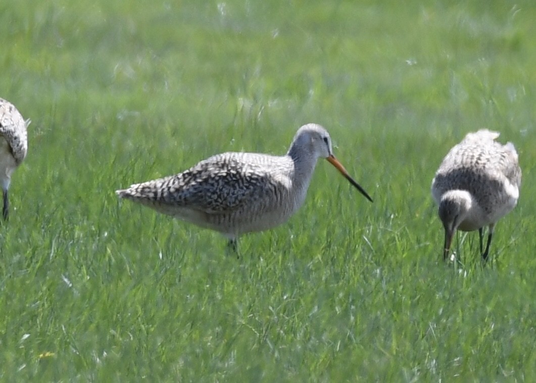 Marbled Godwit - Joe Wujcik