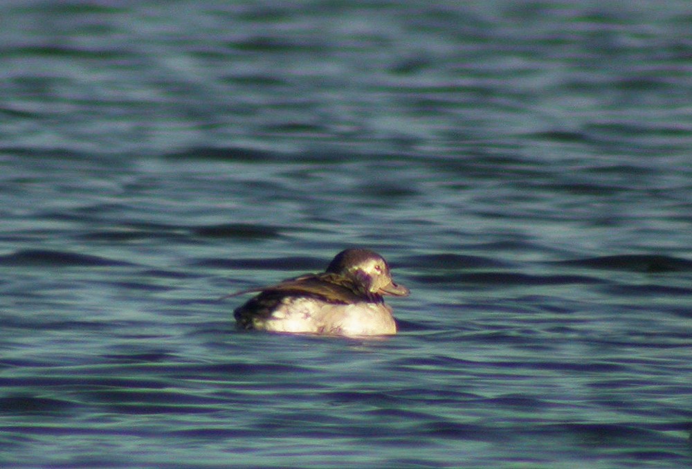 Long-tailed Duck - ML161576491