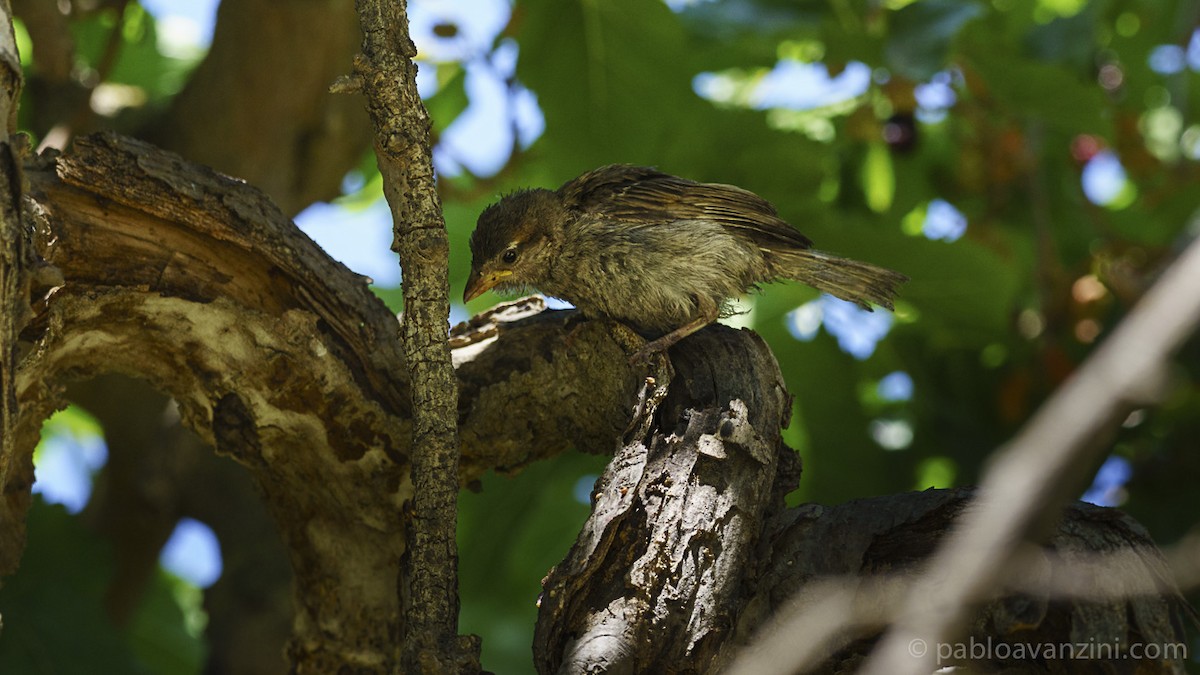 Spanish Sparrow - ML161577611