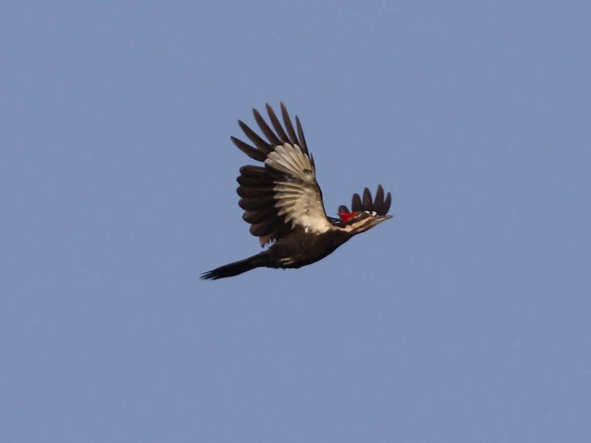 Pileated Woodpecker - ML161579241