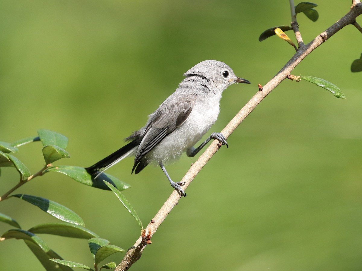 Blue-gray Gnatcatcher - ML161579351