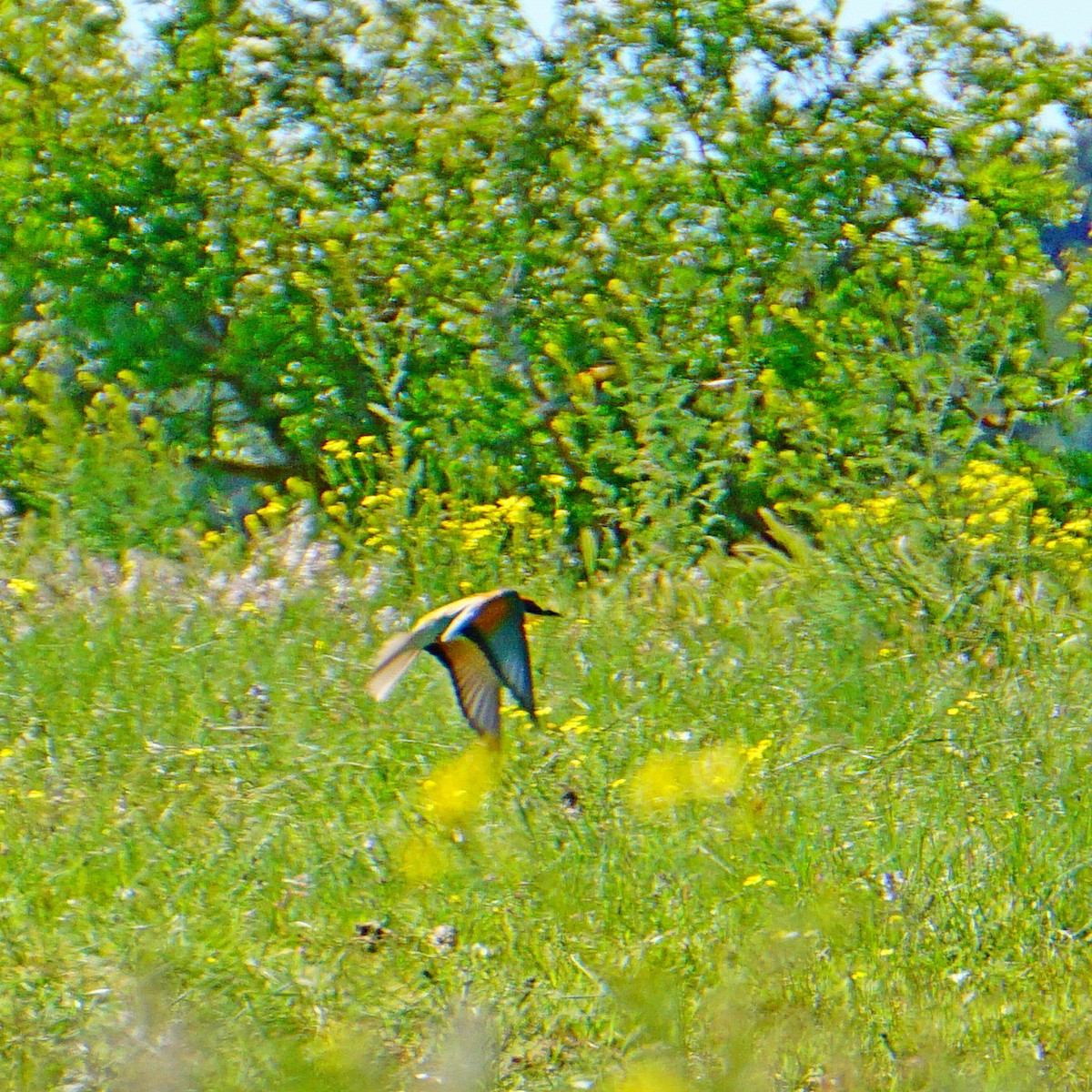 European Bee-eater - ML161580581