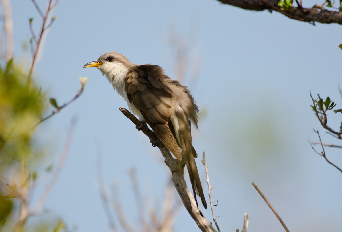 Yellow-billed Cuckoo - ML161581371