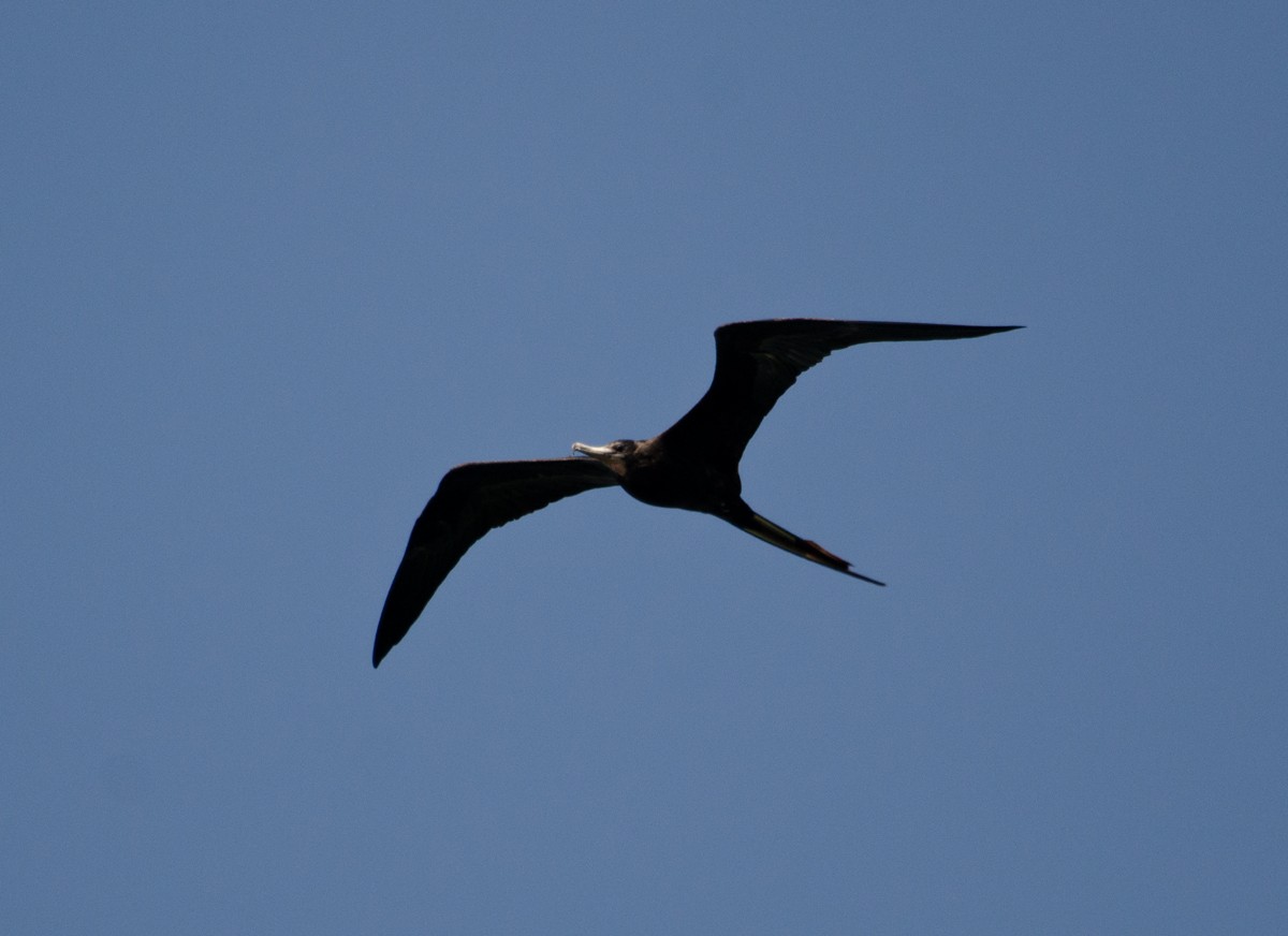 Magnificent Frigatebird - ML161581411