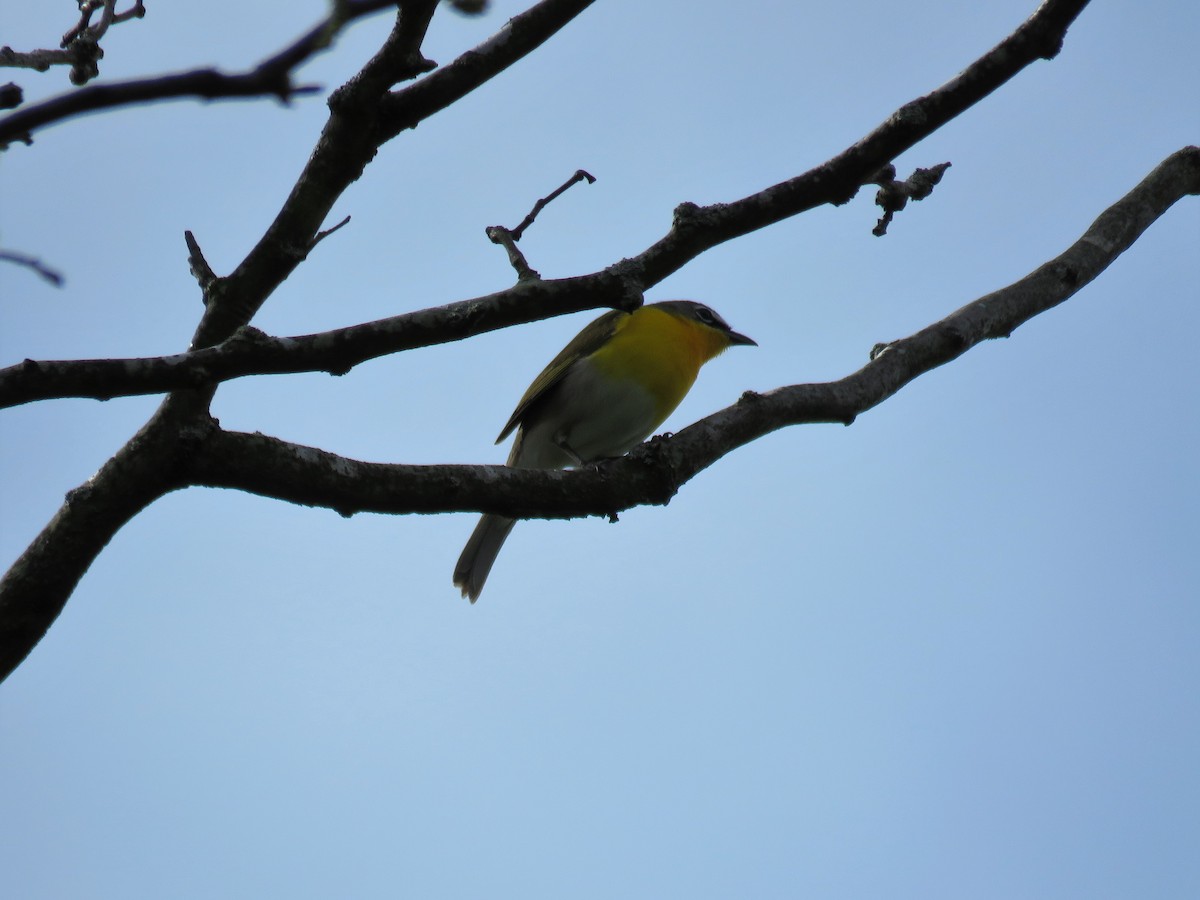 Yellow-breasted Chat - ML161582011