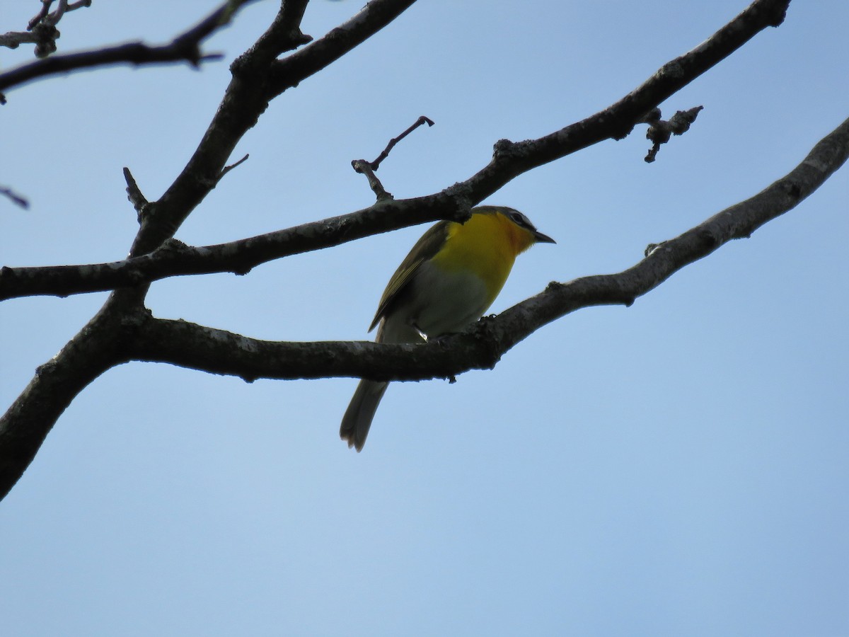 Yellow-breasted Chat - ML161582021