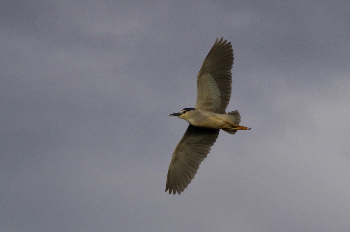 Black-crowned Night Heron - Alex Patia