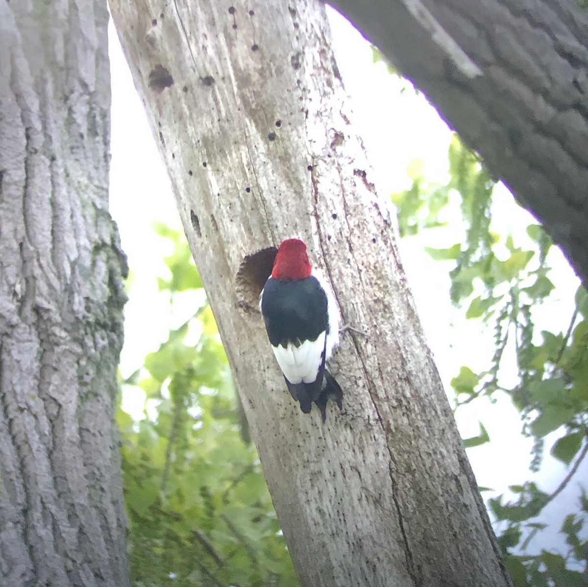 Red-headed Woodpecker - Kevin Rybczynski