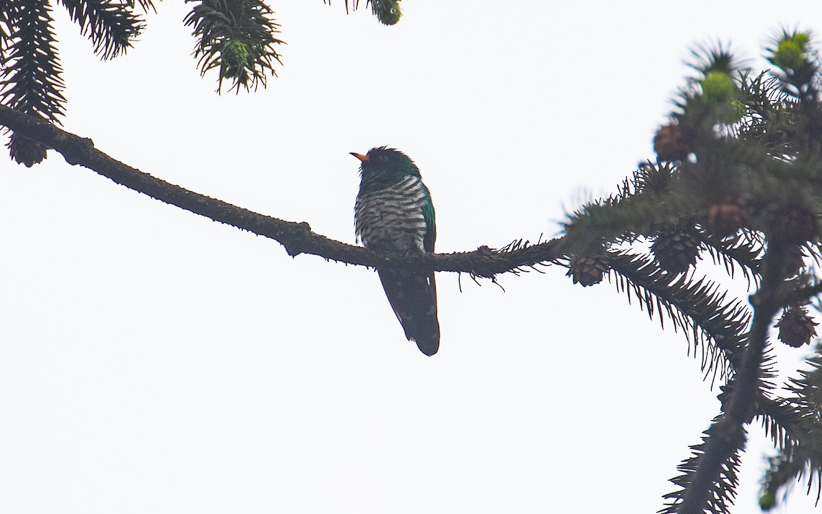 Asian Emerald Cuckoo - ML161583251