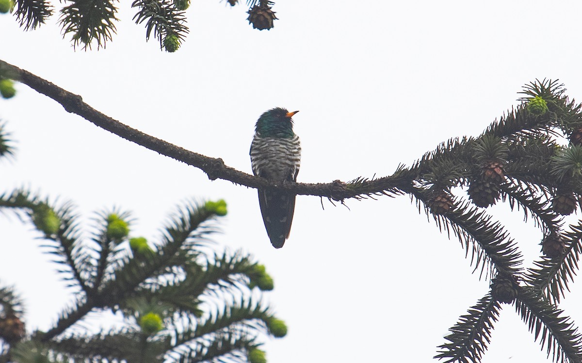 Asian Emerald Cuckoo - ML161583261